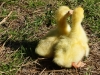 hatched-20-05-2015-two-days-2015-05-22-2.jpg