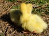 hatched-20-05-2015-two-days-2015-05-22-3.jpg