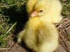 hatched-20-05-2015-two-days-2015-05-22-5.jpg