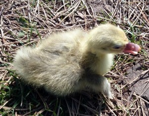 First-sebastopol-gosling-2014-female-perhaps-hatched-11-april-2014-1